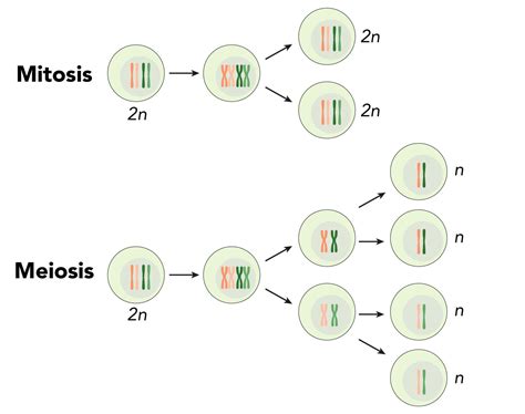 Why Cell Division Is Important Rs Science