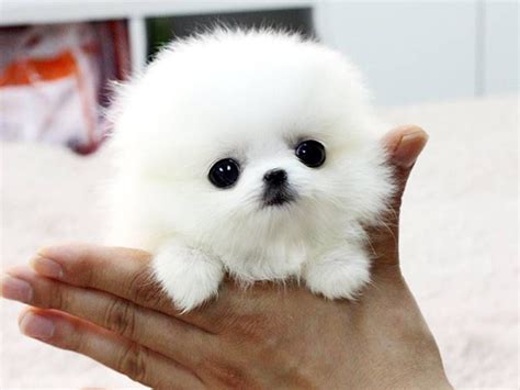 Fluffy Teacup Pomeranian Puppies For Sale 250
