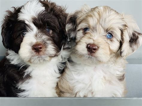 Aussiedoodle Puppies For Sale In Texas Top 7 Breeders 2022 We