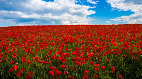 Common Red Poppy Flowers Summer Spring Field Under White Clouds Blue