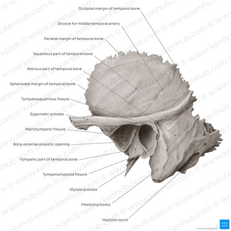 Temporal Bone Anatomy Parts Sutures And Foramina Kenhub