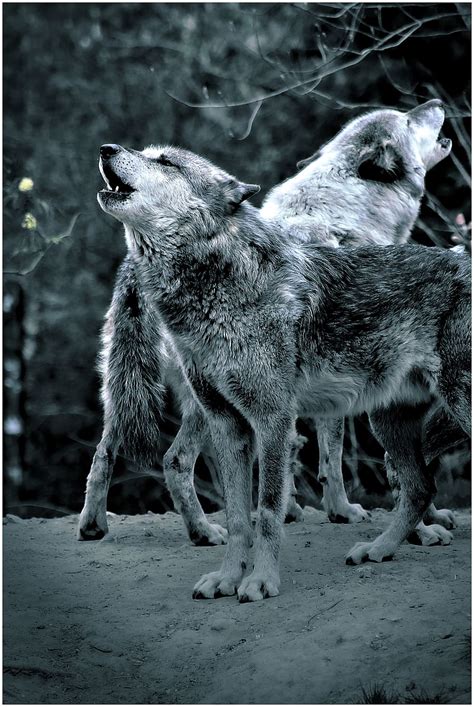 Wolf Howl Forest Night Wolves Moonlight Timberwolf Dark Grey