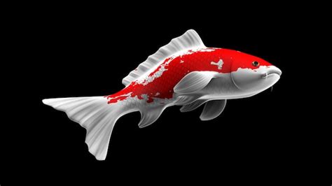 Premium Photo Colorful 3d Rendering Koi Fish With White And Red Color