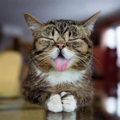 20 Cute And Hilarious Animals With Their Tongues Sticking Out Bored Panda