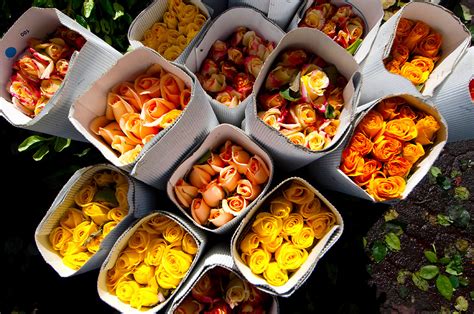 We did not find results for: Flower Market In Bogota, Colombia | Anthony John Coletti ...