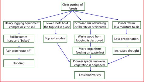 The Flow Chart Illustrates The Consequences Of Deforestation Ielts