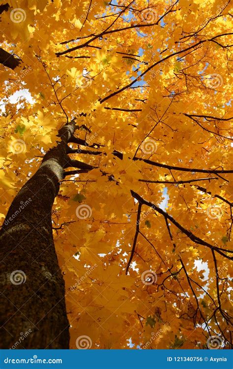 Autumn Maple Tree In The Sun Background Stock Photo Image Of Branch