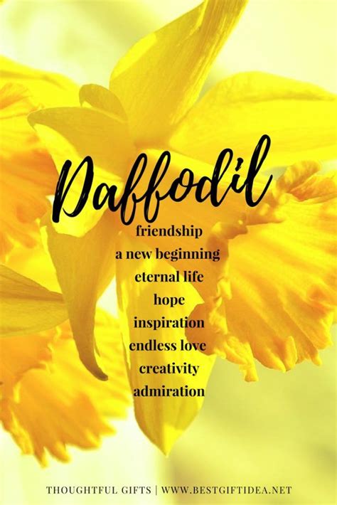 They are very pretty flowers in a. Daffodil Gifts | Daffodils, Daffodil flower, Flower meanings