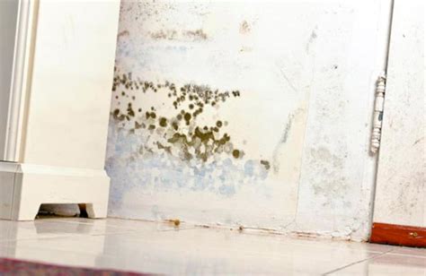 How Do You Know If You Have A Black Mold Problem