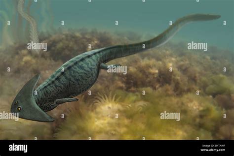 Diplocaulus Salamandroides A Prehistoric Animal From The Paleozoic