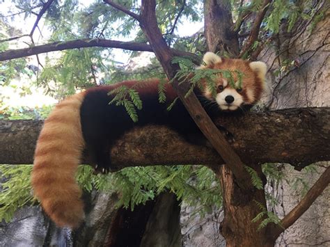 Wnc Nature Center Red Panda Exhibit To Open Feb 14 The City Of Asheville