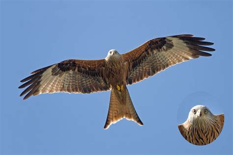 Red Kite A Huge Conservation Success Story In My Neck Of The Woods