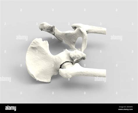 Hip Structure Hi Res Stock Photography And Images Alamy