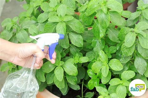 Using epsom salts as a spray or add with soil helps to increase tomato and pepper production, delicious yield, sprouting early in the season, cell before planting seed or transplantation, use two teaspoons of salt ultra, it can help prevent and treat magnesium deficiency in your tomato plants. How to Use Epsom Salt in Garden for Improving Plant Growth ...