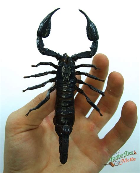 Heterometrus Sp Black Emperor Scorpion Indonesia World Of