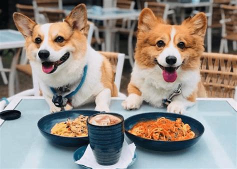 A Guide To All The Dog Friendly Places In Singapore Honeykids Asia