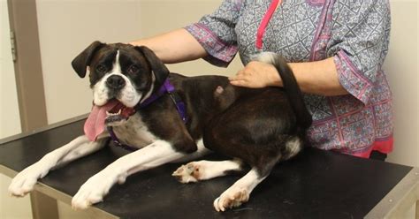 Yuki The 1 Year Old Boxer Developed A Swelling Bray Vet