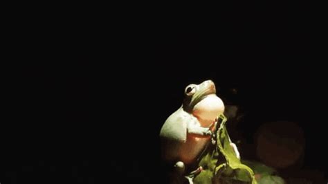 Frog Sound GIFs Get The Best GIF On GIPHY