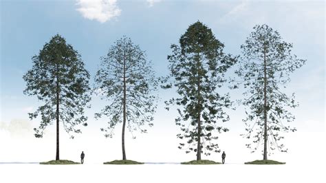 Conifers specialize at growing in poor soils that are often sandier. Tall conifers trees | FlyingArchitecture