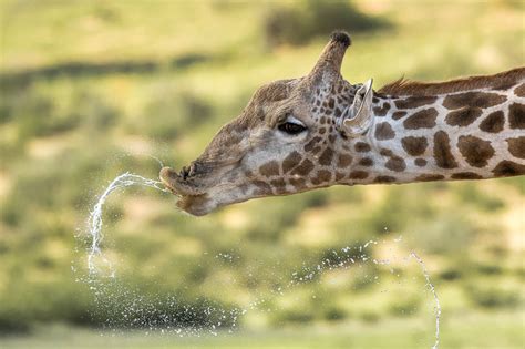 Giraffe Inspire Photo Safari Enthusiasts