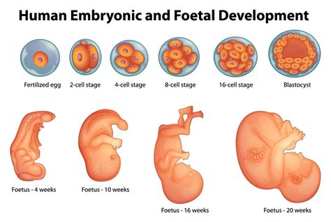 Selection Of Embryos For Embryo Transfer Parents Life