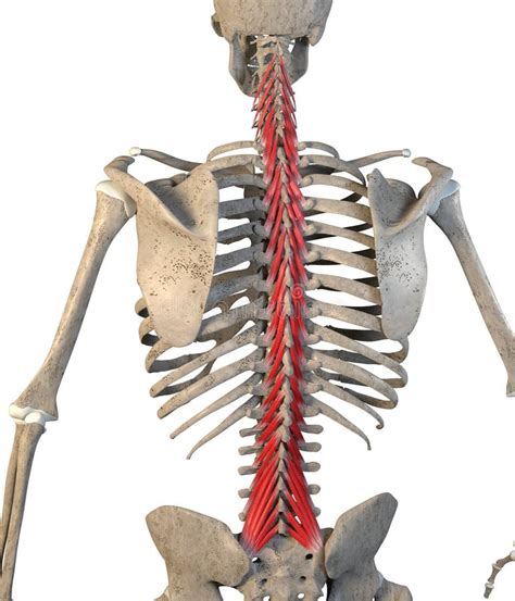 Multifidus Muscles As Long Spine Backbone Muscular System Outline