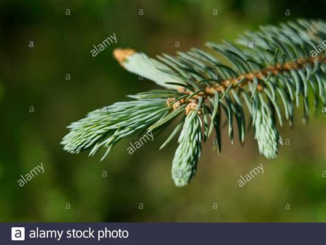 Picea Pungens High Resolution Stock Photography And Images Alamy