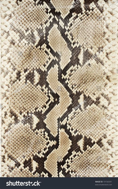 Snake Skin Leather Closeup Stock Photo Edit Now 19156591 Shutterstock