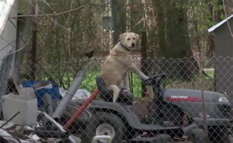 Dog Found Sitting On Lawnmower Post Texas Tornado Wins The Internet