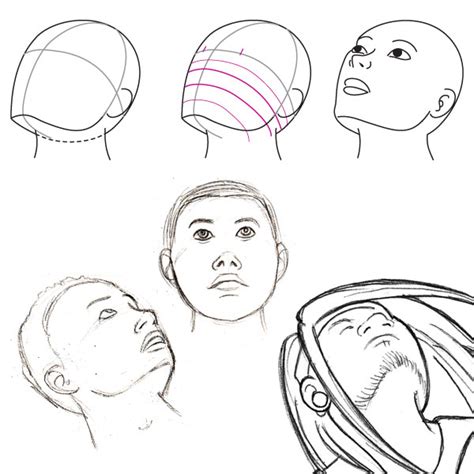 Human Anatomy Fundamentals Basics Of The Face