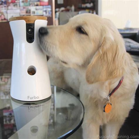 A First Look: Furbo Dog Camera Review - Puppy In Training