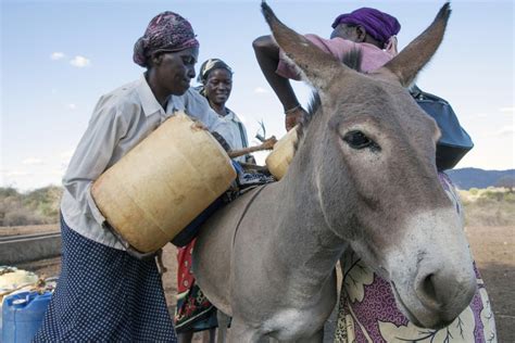 Chinese Medicine Ejiao Has Left The Worlds Donkey Population In Crisis