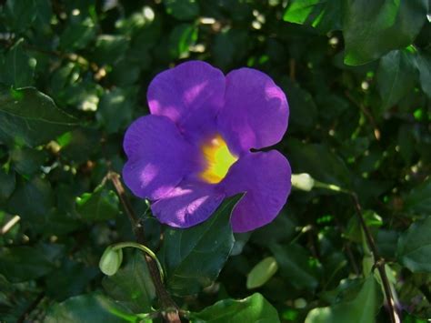 Need Help With This Purple Flowering Bush Flowers Forums