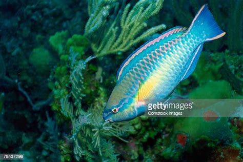Parrotfish Photos And Premium High Res Pictures Getty Images