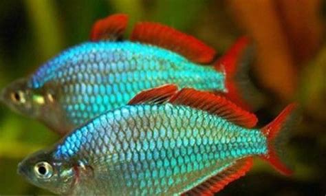 Aquarium Fish For Sale Rainbow Fish For Sale Lowest Pricing Online