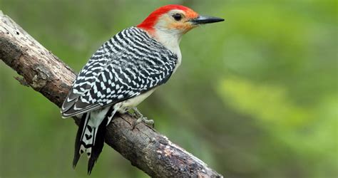 Red Bellied Woodpecker Identification All About Birds Cornell Lab Of