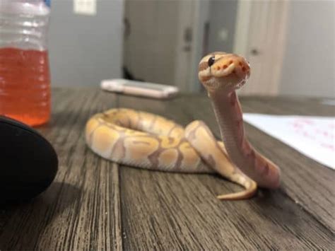 As a hatchling, albino ball pythons begin their lives at about 1 foot long, and will remain this size for the first month or two before their initial growth spurt kicks in. Banana Ball Python Care Guide (with Snake Handling ...