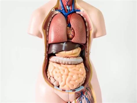 Sistem Organ Tubuh Manusia Beserta Gambar Dan Fungsinya Indozone