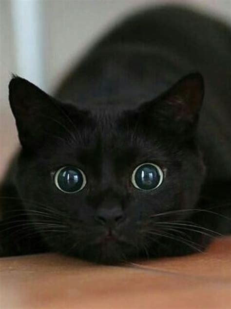 Crazy Eyes Activated Cute Cats And Kittens Kittens Cutest Cool Cats