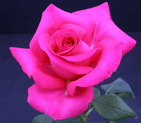 Their flowers are usually borne. Rose 'All My Loving'™ * Dark pink hybrid tea rose * Weeks ...