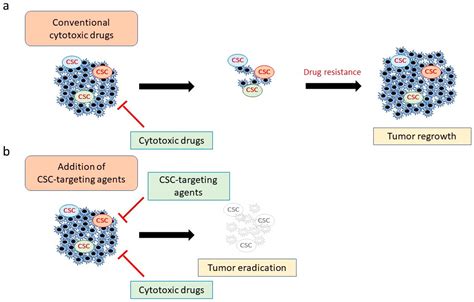 Cancers Free Full Text Targeting Cancer Stem Cells A Strategy For