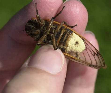 Live Cicada With Its Abdomen Replaced By Sporulating Massospora