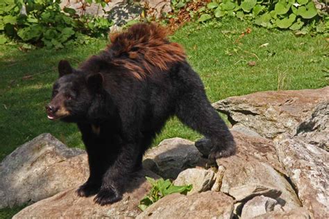 Although new horizons marks the. The Adventures of Bushwhack Jack: Grandfather Mountain Wildlife