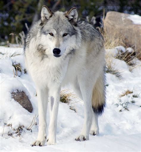 Northwestern Wolf Wikipedia