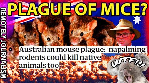 Australian Mouse Plague 2021 Overview Youtube