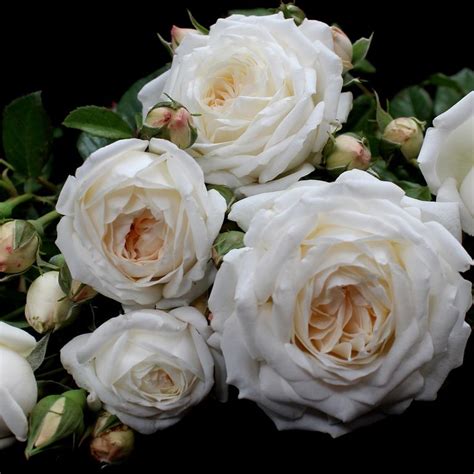 Guardian Angel ™ Rose Hybrid Tea Roses Planting Roses Rose