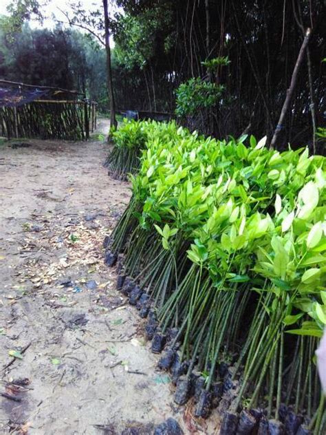 Toko online jual bibit tanaman buah kualitas unggul termurah, terlengkap dan terpercaya di indonesia. (jual) bibit bakau mangrove surabaya 081333395064 ...