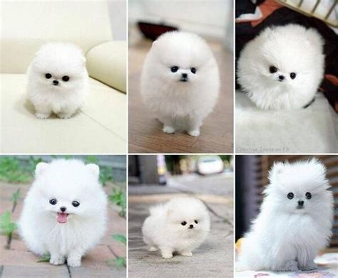 1000 Images About Tiny Pomeranian Puppy Dogs On Pinterest