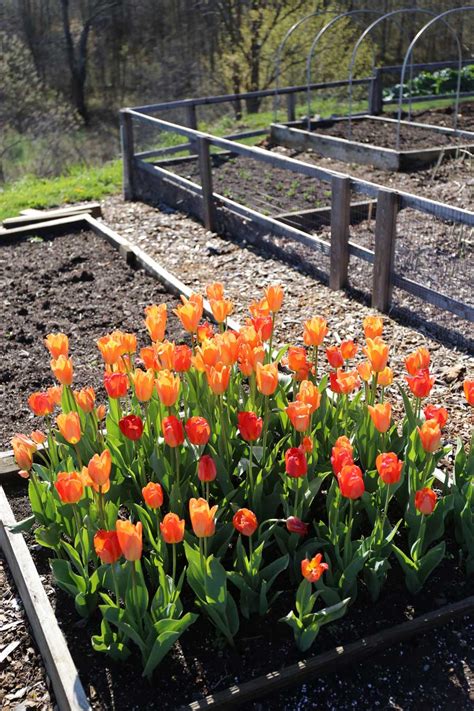 Planting Tulip Bulbs In Your Vegetable Garden Longfield Gardens