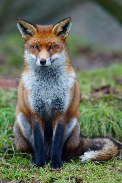 Fox At The British Wildlife Centre © Peter Trimming Cc By Sa20